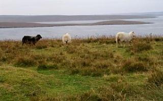 Шетландские острова: бердвотчинг и северное сияние Достопримечательности и развлечения